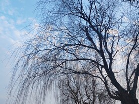 杨柳剪影