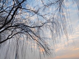 柳枝