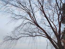 柳树剪影