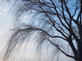 柳枝剪影