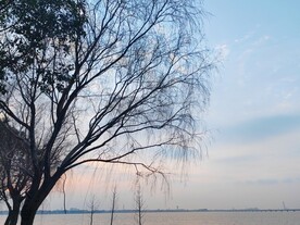 湖边柳树剪影