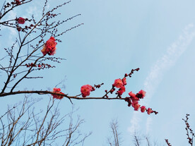 一枝红梅