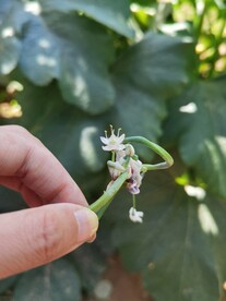 葱花