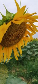 向日葵 太阳花  向阳花