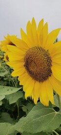 向阳花
