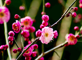 梅枝上含苞待放的花苞