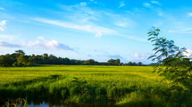 蓝天白云下的绿色稻田