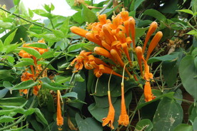 炮仗花 