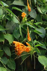炮仗花 