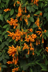 炮仗花 