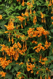 炮仗花