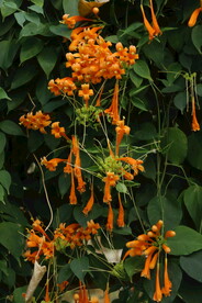 炮仗花 
