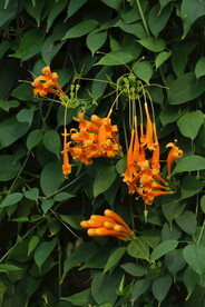 炮仗花