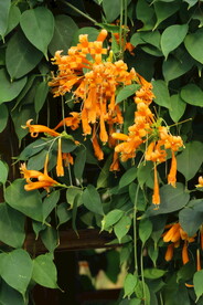 炮仗花 