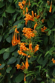 炮仗花