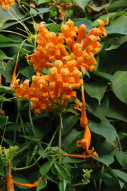 炮仗花