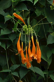 炮仗花