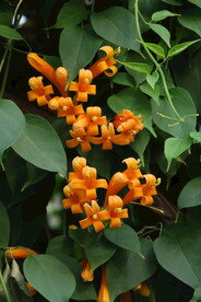 炮仗花