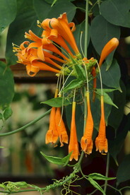 炮仗花 
