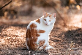 在土地上回头张望的花猫