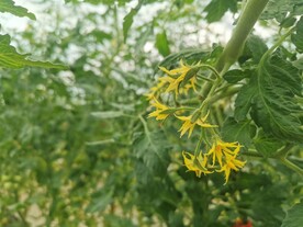 番茄花