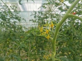 番茄花