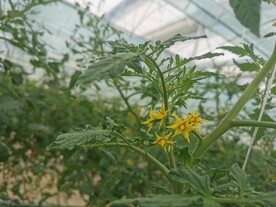 番茄花