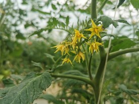 番茄花