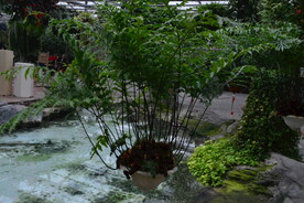 温室花草风景  