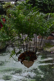 温室花草风景