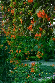 炮仗花 