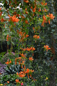 炮仗花 