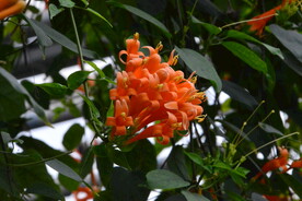 炮仗花  