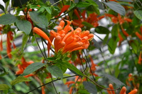 炮仗花 