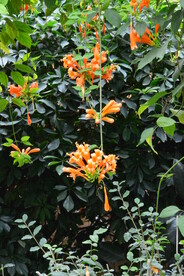 炮仗花 