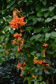 炮仗花  