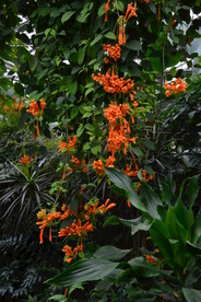 炮仗花  