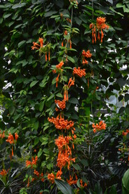 炮仗花  