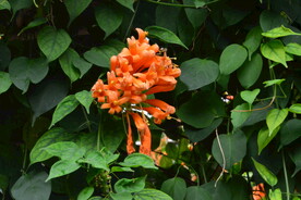 炮仗花 
