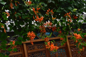 炮仗花  
