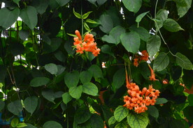 炮仗花  