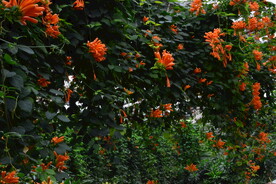 炮仗花  