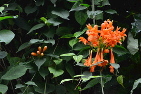 炮仗花  