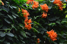 炮仗花  