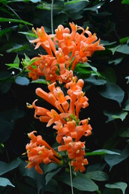炮仗花 