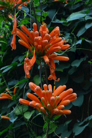 炮仗花 