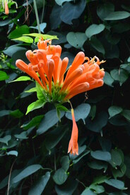 炮仗花 
