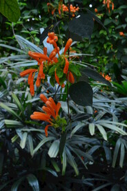 炮仗花 