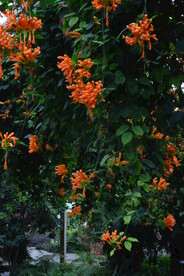 炮仗花  