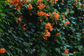 炮仗花  